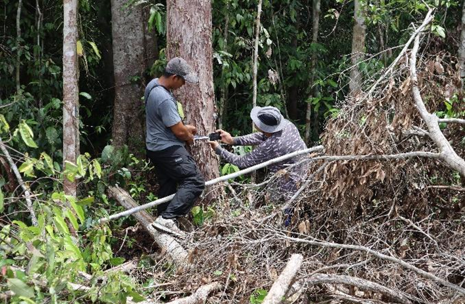 Tak Ada Lagi Ramin Di Sini: Tantangan Pemantauan dan Perlindungan Ramin di Kalimantan Tengah